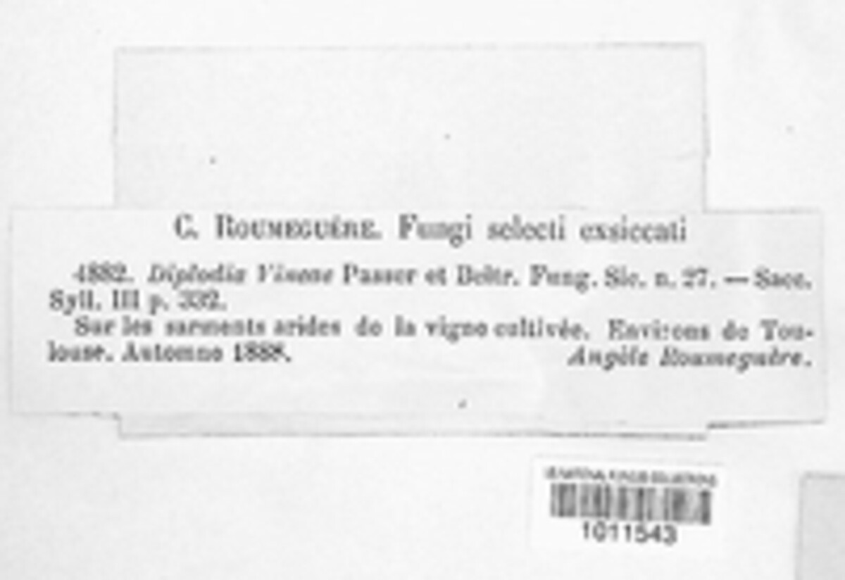 Microdiplodia vineae image